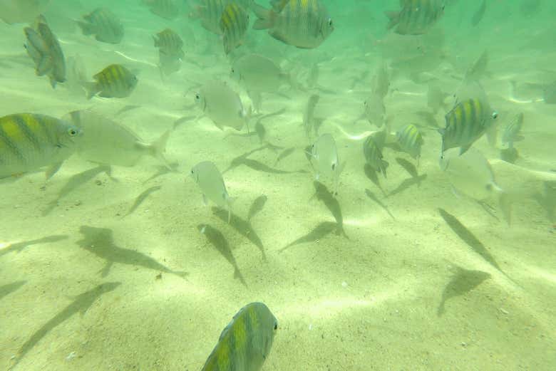 Peixes na praia da Sepultura