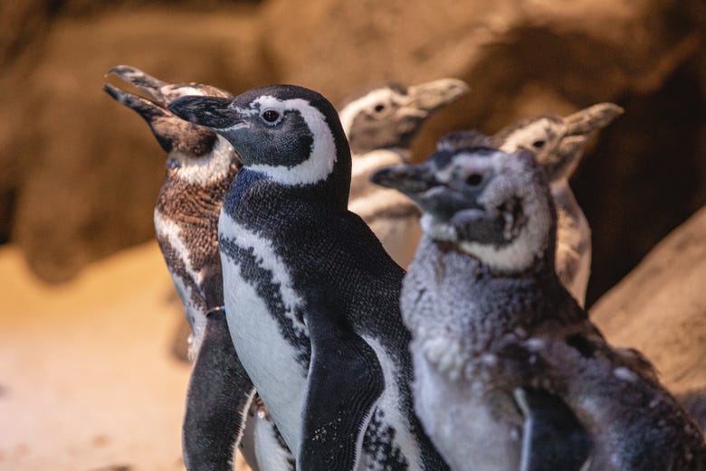 Grupo de pinguins-de-Magalhães 