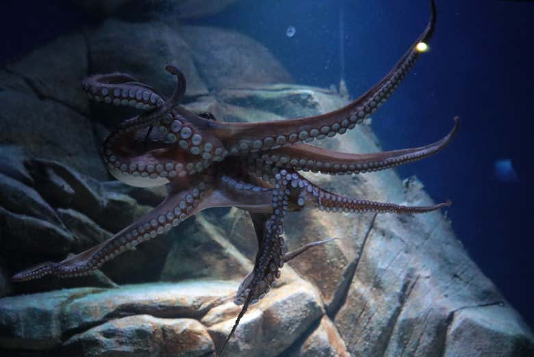 A friendly octupus