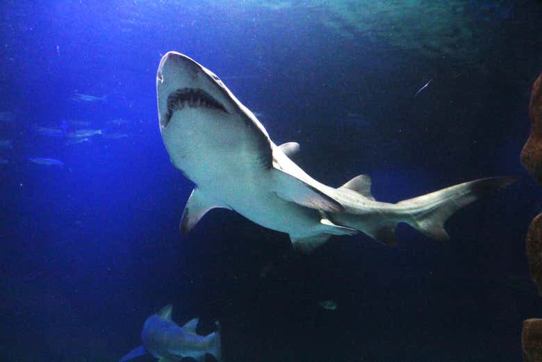Shark tank!