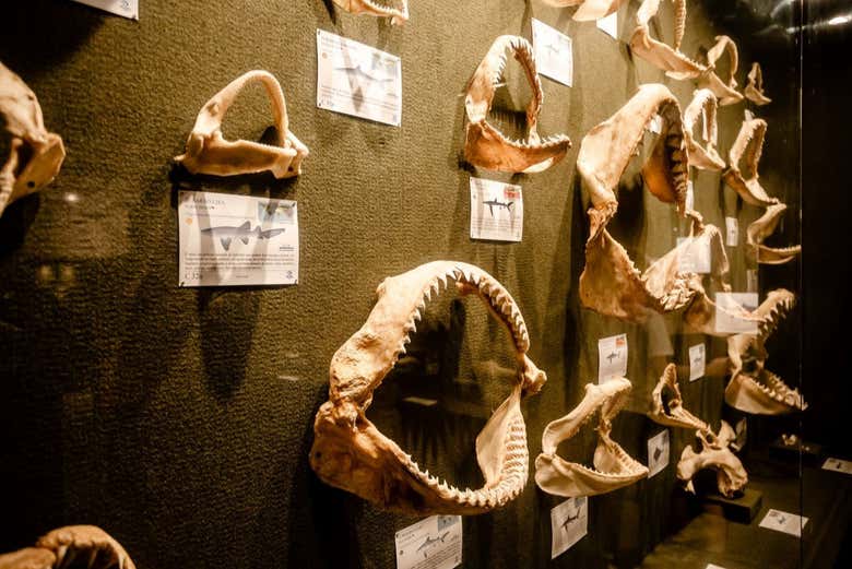 Observe unique exhibition pieces in this museum