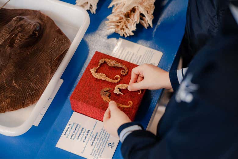 See preserved marine animals