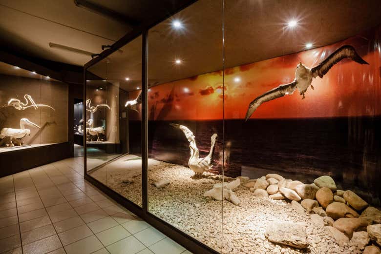 Explore all the marine birds in the Beige Wing