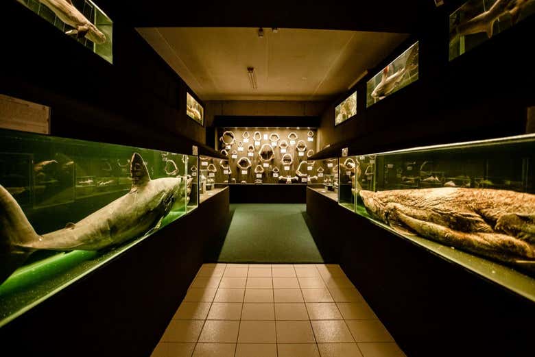 Check out all the shark species in Univali