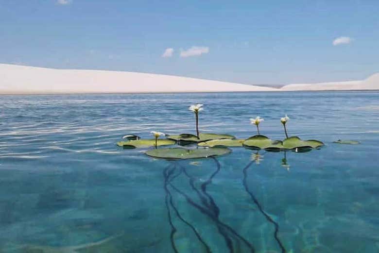 Look at the aquatic plants in Barreirinhas