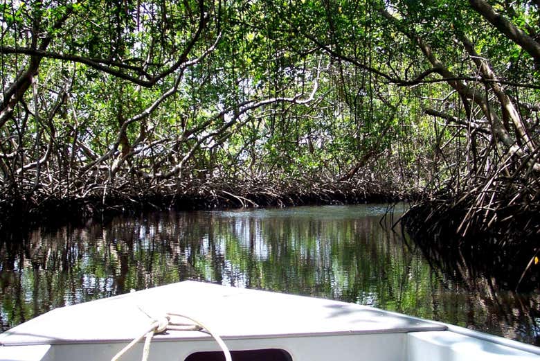 Sailing through the mangroves