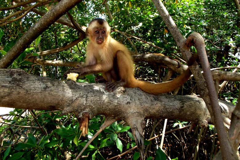 Macaco