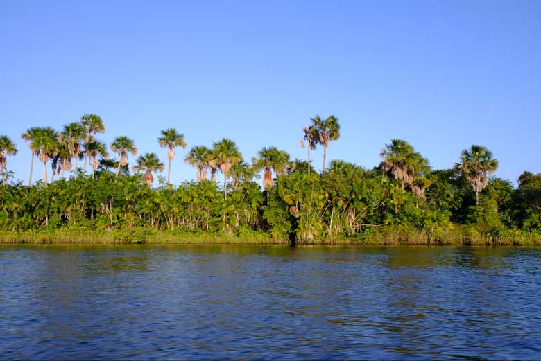 Admire the lush vegetation of Maranhão