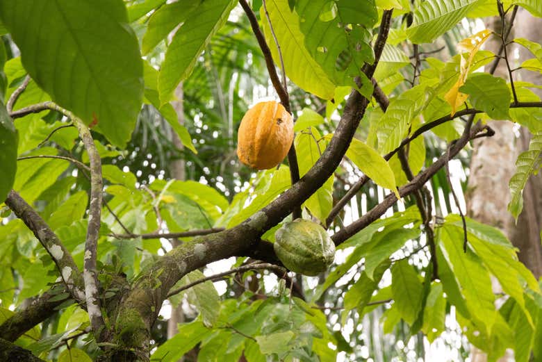 Árbol de cacao en la isla Combú