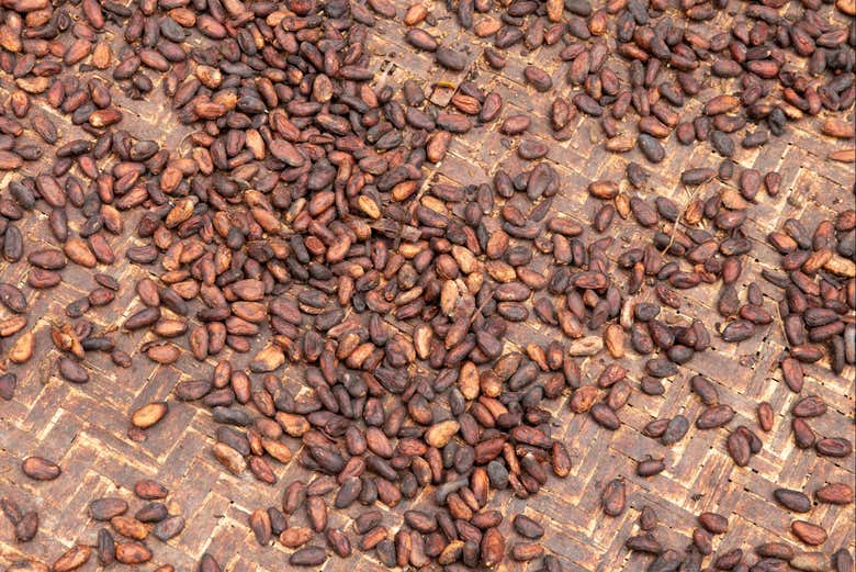 Cacao de la isla de Combú