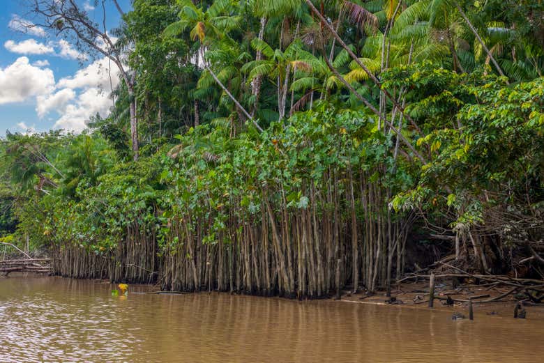 Vegetación del río Guamá