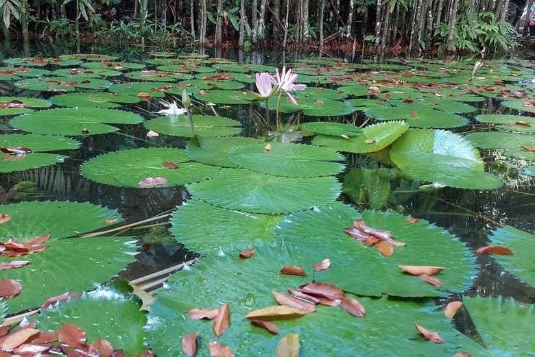 Flora amazônica