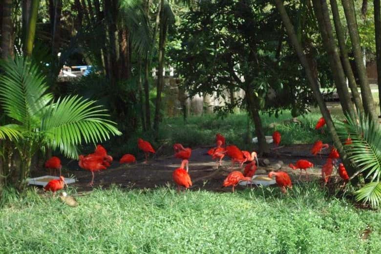 Podermos avistar aves amazônicas
