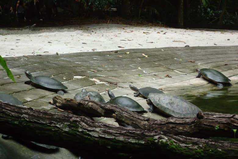 Tartarugas em um dos parques