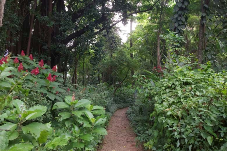 Caminaremos entre frondosa vegetación