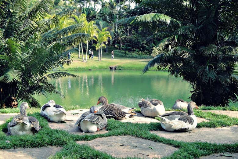 Lake of the Inhotim Institute