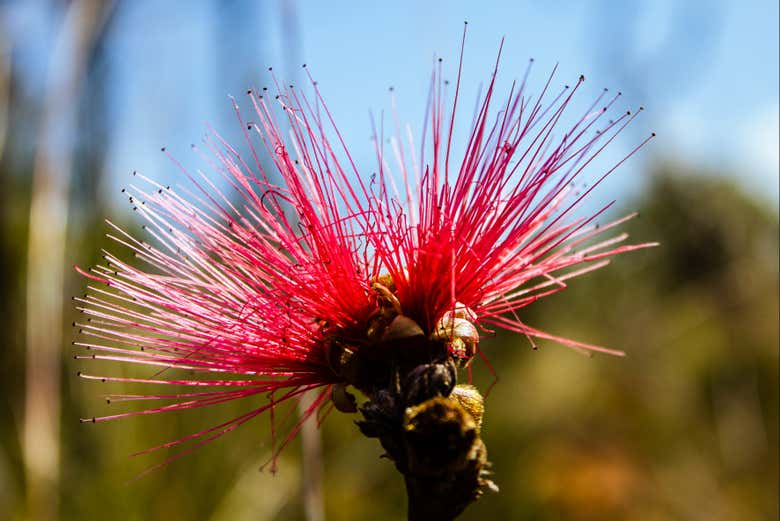 Flores silvestres en Serra do Cipó