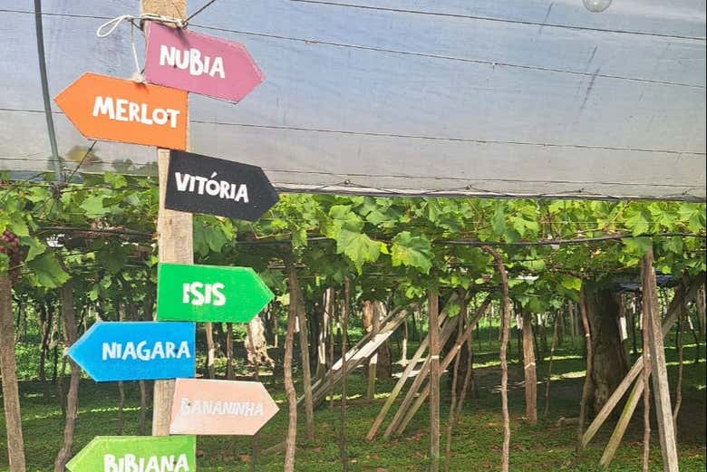 Um dos vinhedos que visitaremos