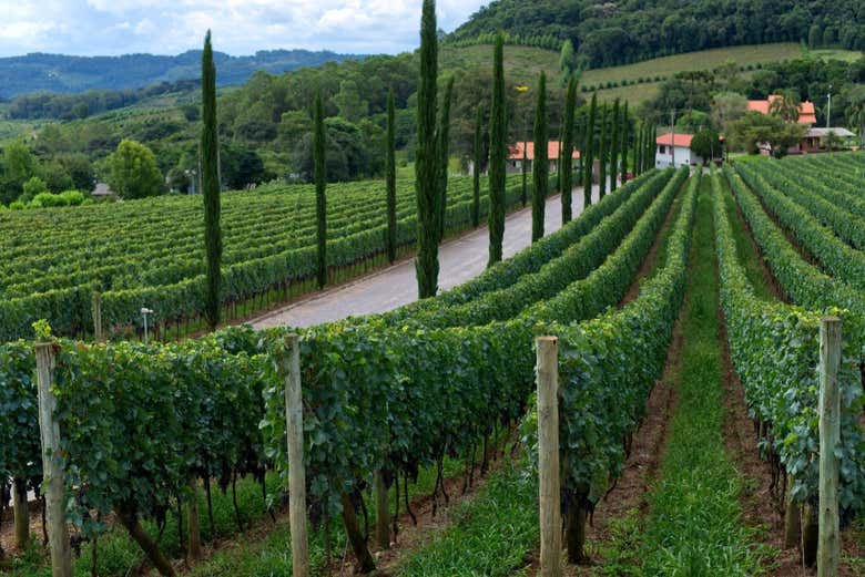 Un viñedo en Bento Gonçalves