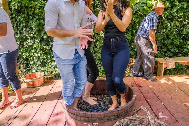 Pisando nas uvas para fazer o vinho