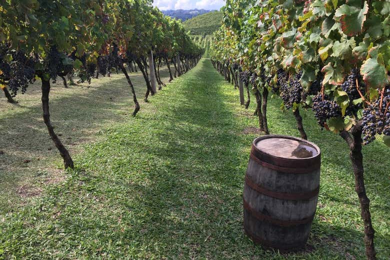 Viñedos de Bento Gonçalves