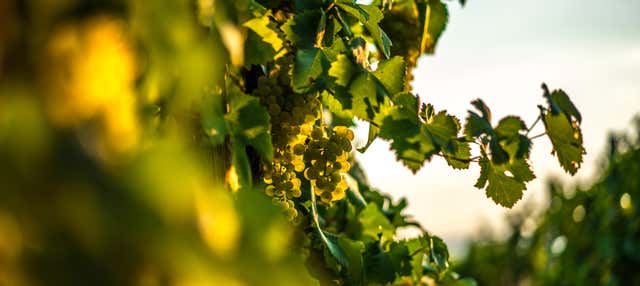 Tour pelas vinícolas de Bento Gonçalves e Garibaldi