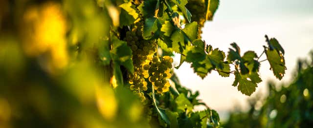 Food and wine experiences in Bento Gonçalves