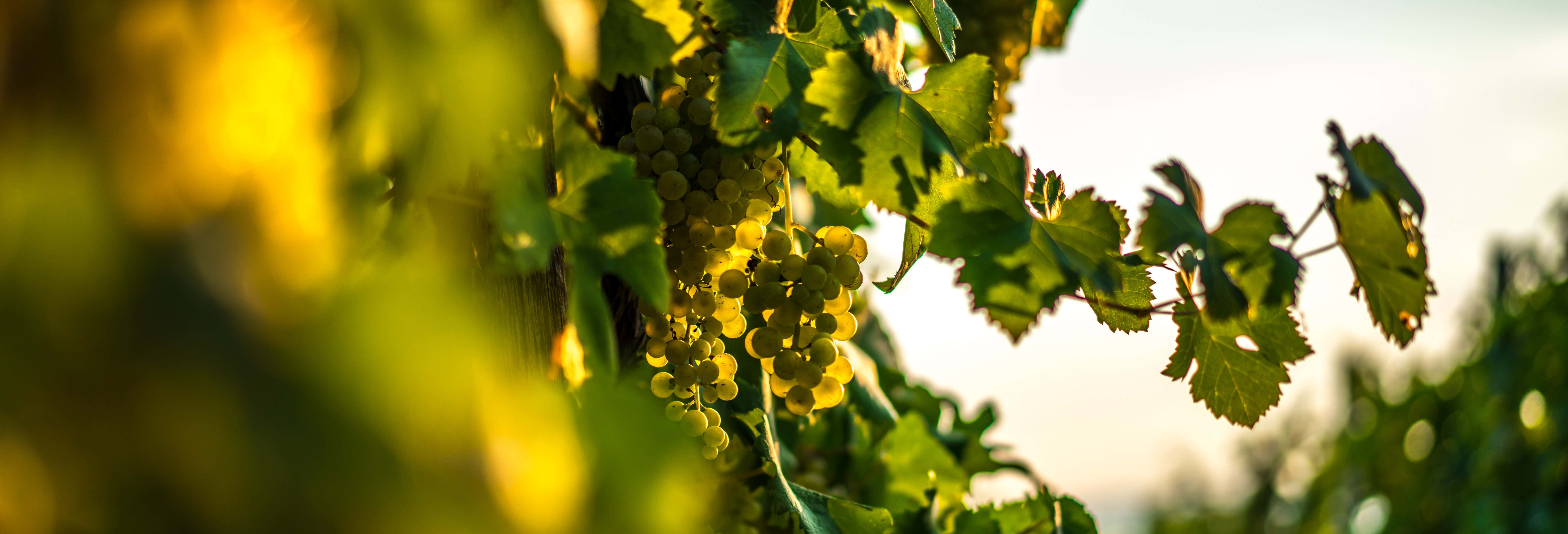 Gastronomía y enoturismo en Bento Gonçalves