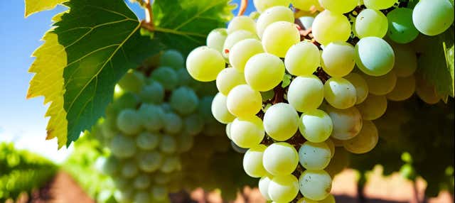 Tour pela Rota dos Espumantes