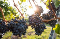 Visite d'une demi-journée à un domaine viticole