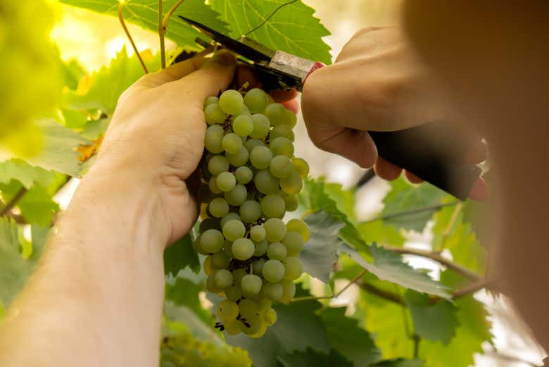 Conheceremos todo o processo de elaboração dos vinhos Sanber