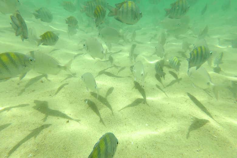 Peixes na praia da Sepultura
