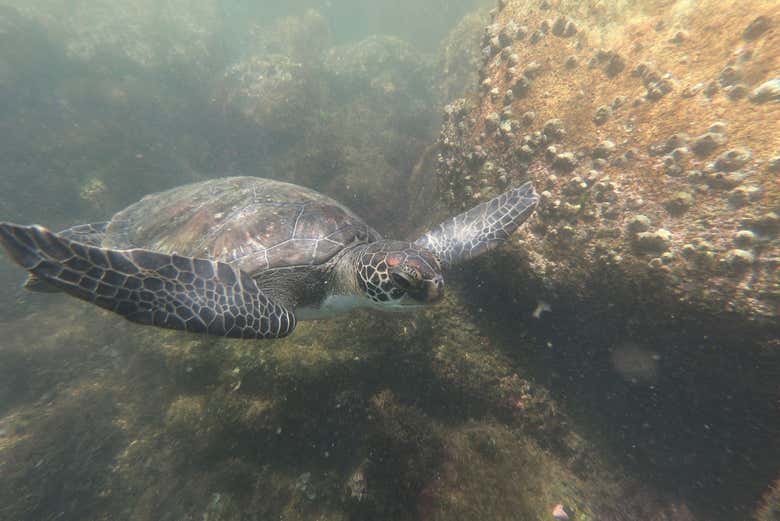 Apreciando a fauna marinha