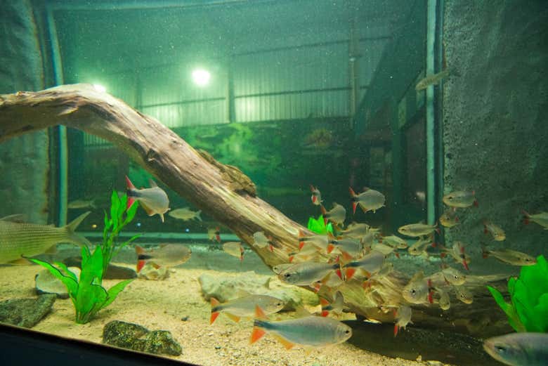 Tanque de peixes