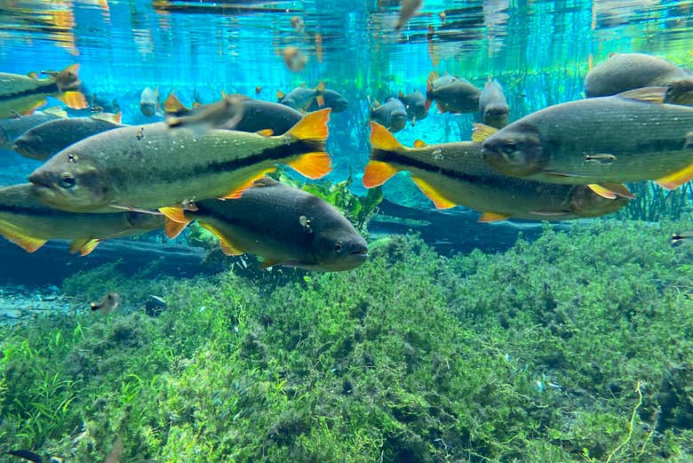 Bancos de peces