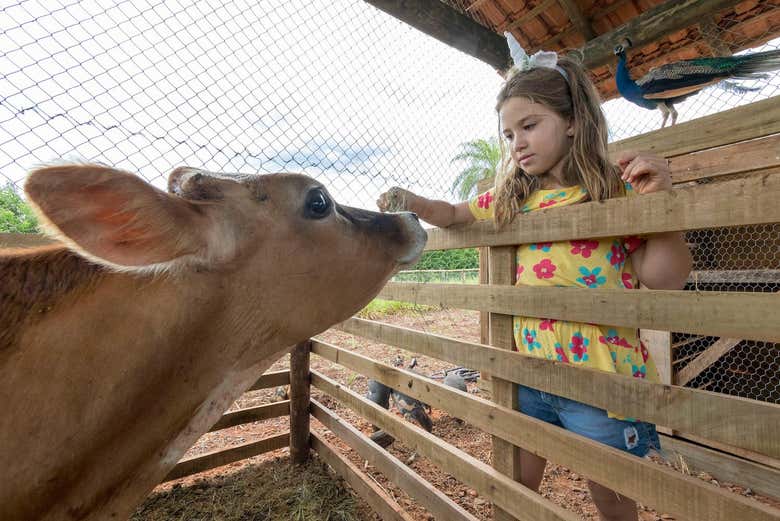 Interagindo com os animais
