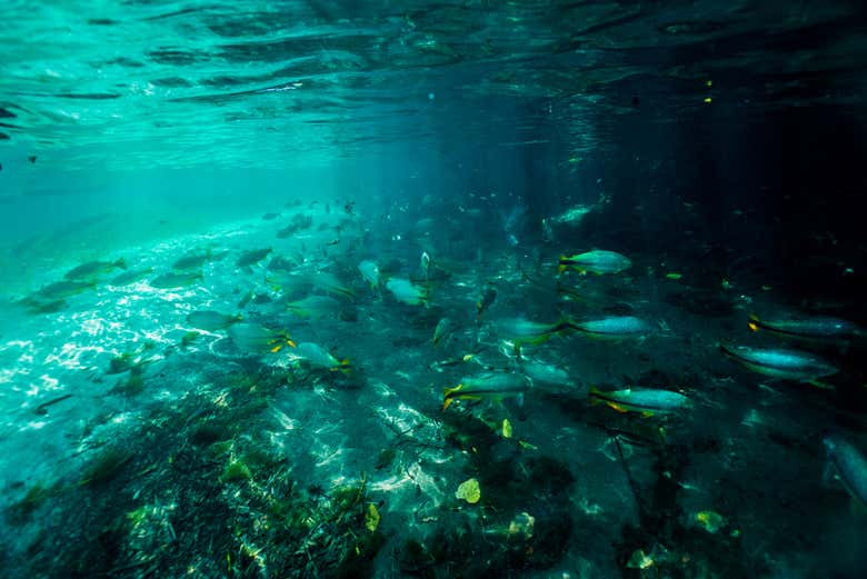 Águas cristalinas do rio Sucuri