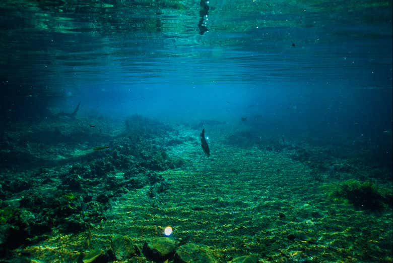 Explorando la belleza subacuática del río da Prata