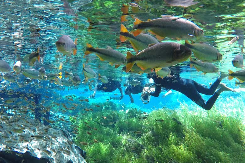 Haciendo snorkel en el río Baía Bonita
