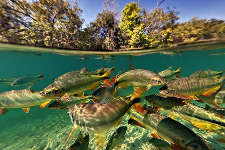 Cardume de peixes no balneário municipal de Bonito