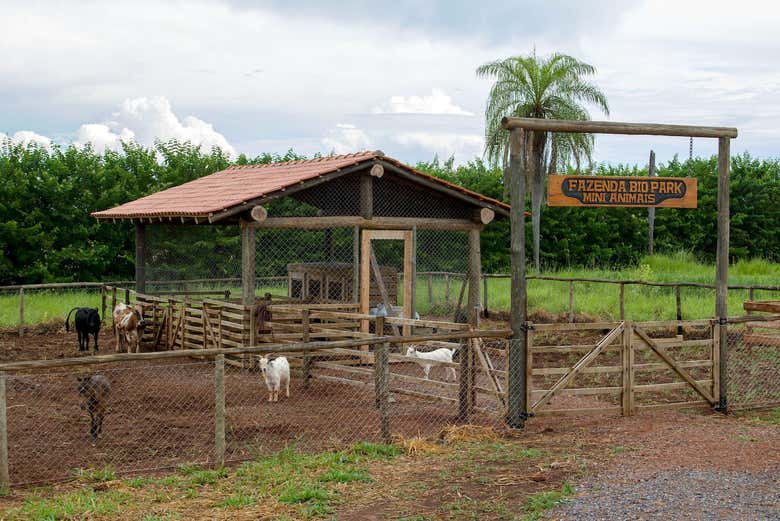 Fazenda dos mini animais no Bio Park