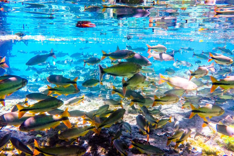 Fish in their natural habitat