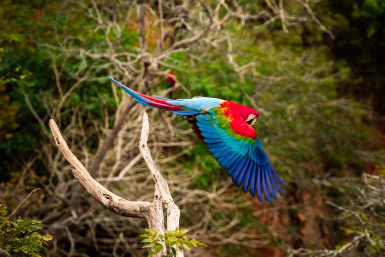 Veremos belíssimas aves