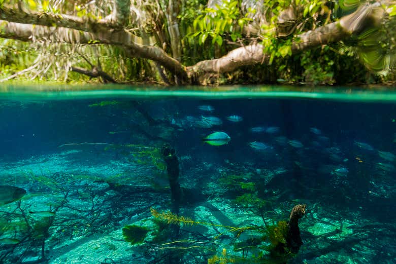 Paisagens subaquáticas do rio Sucuri