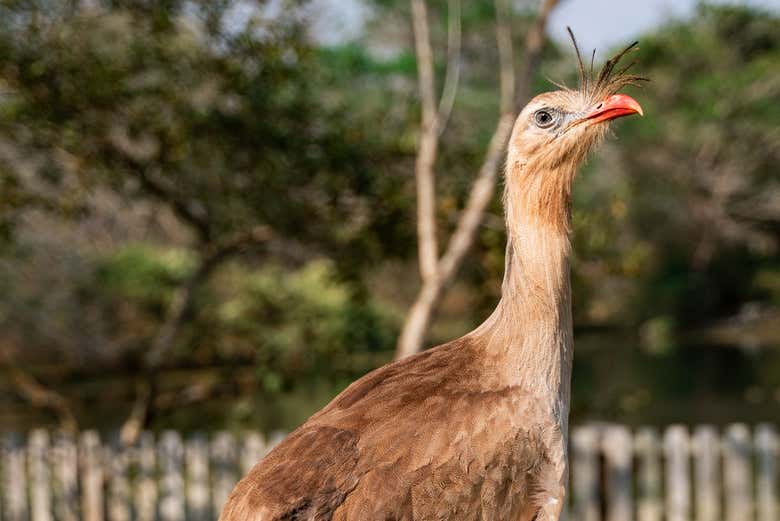 Aves do rio mimoso