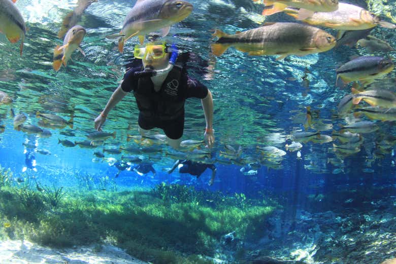 Descubriendo la rica biodiversidad del río Baía Bonita