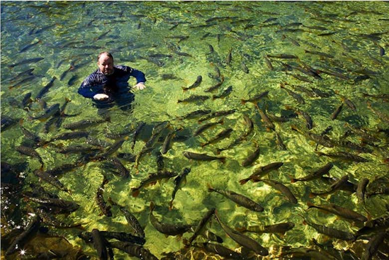 Nadando entre os peixes