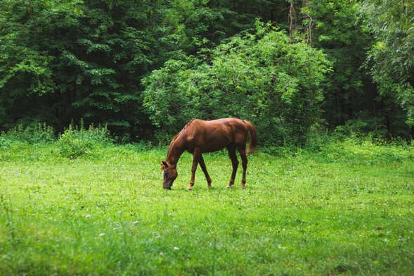 Recanto do Peão (Cavalgada) – Bonito Brasil Turismo