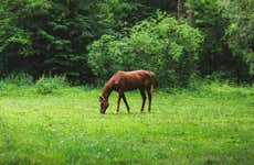 Paseo a caballo por las haciendas de Bonito