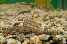 Visite guidée de l'Aquarium de Bonito